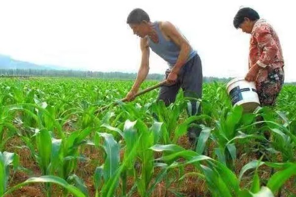 哪种肥料能让玉米棒变大, 氮、磷、钾都不能缺少