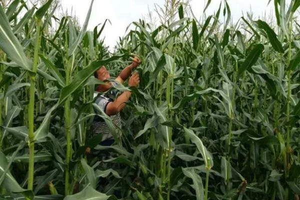 哪种肥料能让玉米棒变大, 氮、磷、钾都不能缺少