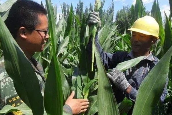 哪种肥料能让玉米棒变大, 氮、磷、钾都不能缺少