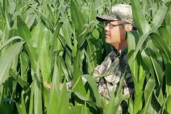 哪种肥料能让玉米棒变大, 氮、磷、钾都不能缺少