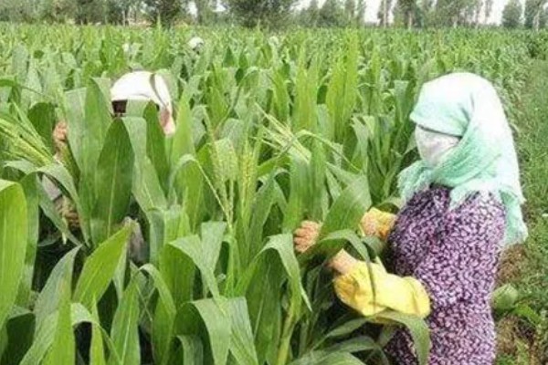 哪种肥料能让玉米棒变大, 氮、磷、钾都不能缺少