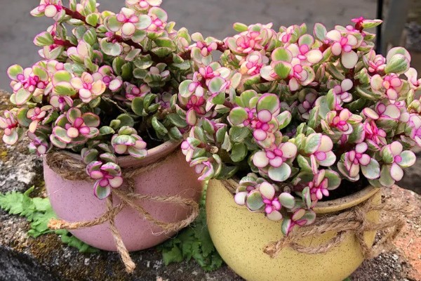 雅乐之舞的花语,寓意沉默的爱