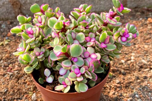 雅乐之舞的花语,寓意沉默的爱