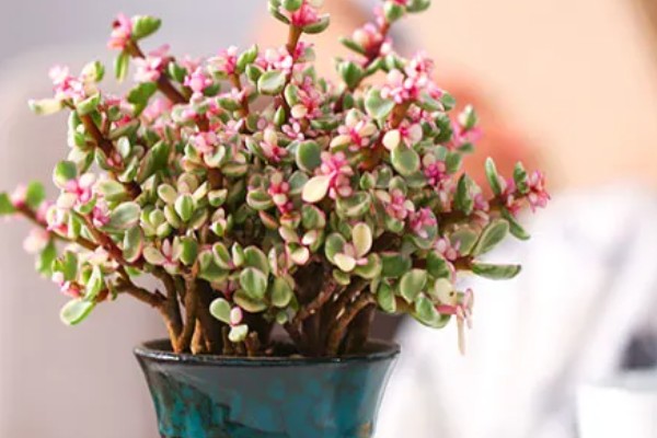 雅乐之舞的花语,寓意沉默的爱