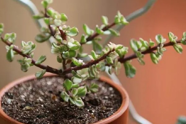 雅乐之舞的花语,寓意沉默的爱