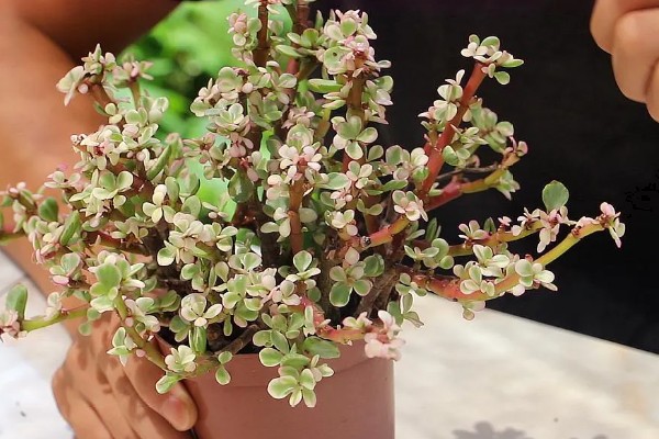 雅乐之舞的花语,寓意沉默的爱