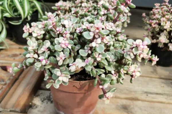 雅乐之舞的花语,寓意沉默的爱