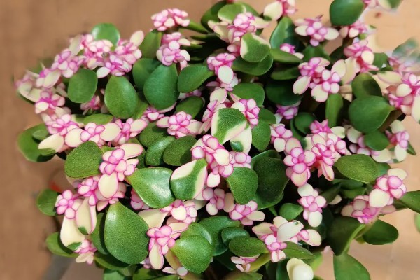 雅乐之舞的花语,寓意沉默的爱