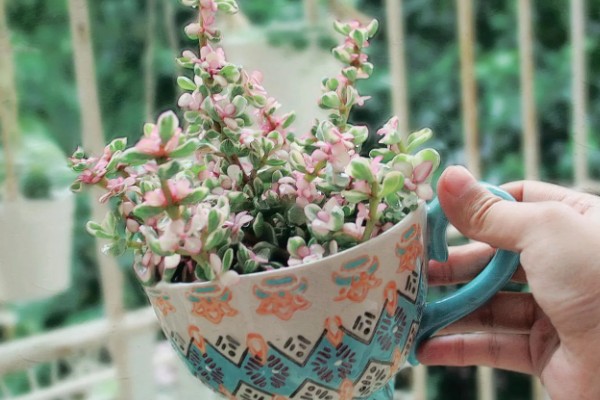 雅乐之舞的花语,寓意沉默的爱