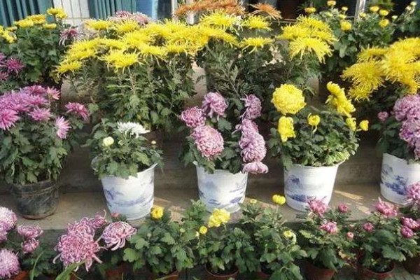 冬季菊花的养殖方法,将其移到室内进行养护