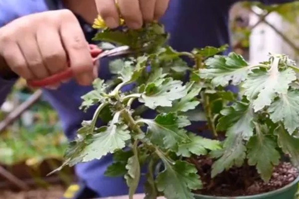 冬季菊花的养殖方法,将其移到室内进行养护