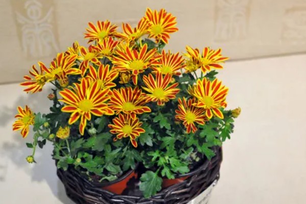 冬季菊花的养殖方法,将其移到室内进行养护