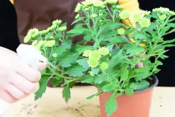 冬季菊花的养殖方法,将其移到室内进行养护