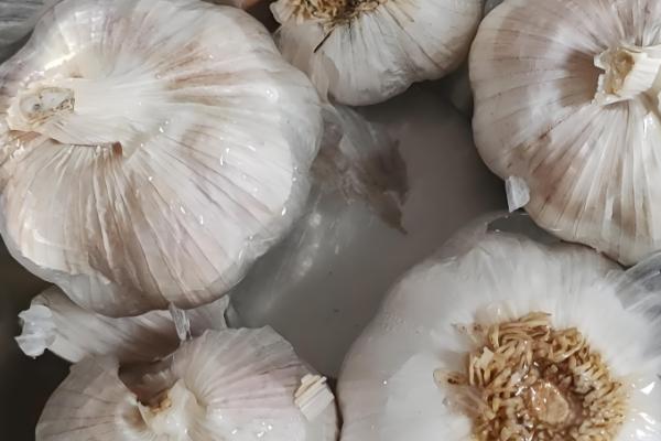 大蒜的催芽方法，可以采用以下4种方法