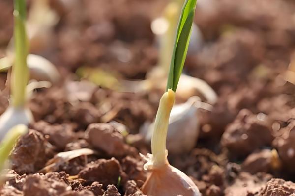 大蒜的催芽方法，可以采用以下4种方法