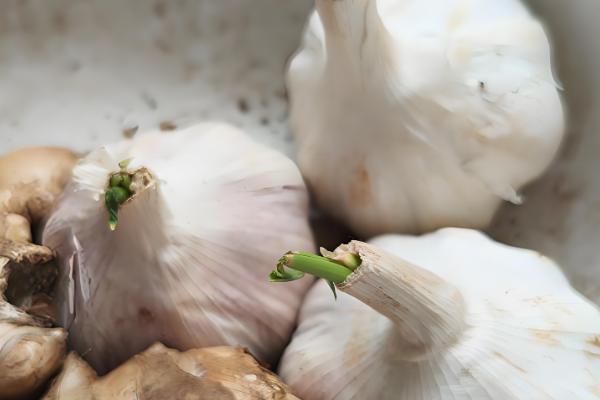 大蒜的催芽方法，可以采用以下4种方法