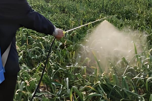 大蒜的催芽方法，可以采用以下4种方法