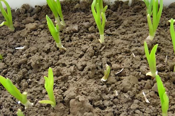 大蒜的催芽方法，可以采用以下4种方法