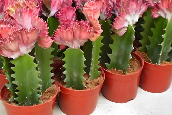 龙骨扦插后过多长时间才能浇水，扦插后可以立即提供少量的水分