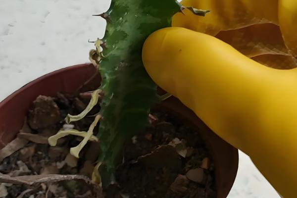 龙骨扦插后过多长时间才能浇水，扦插后可以立即提供少量的水分