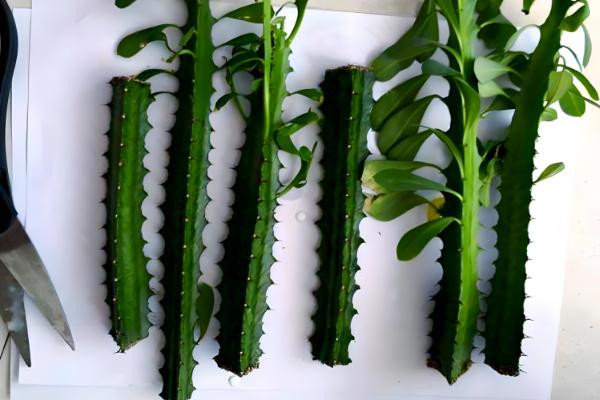 龙骨扦插后过多长时间才能浇水，扦插后可以立即提供少量的水分