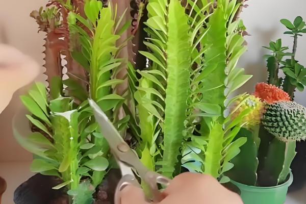 龙骨扦插后过多长时间才能浇水，扦插后可以立即提供少量的水分