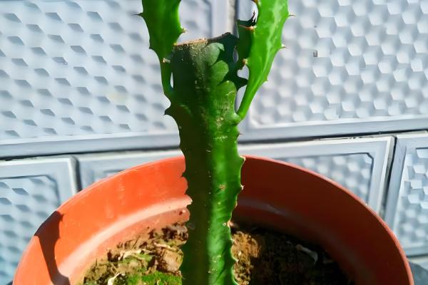 龙骨扦插后过多长时间才能浇水，扦插后可以立即提供少量的水分