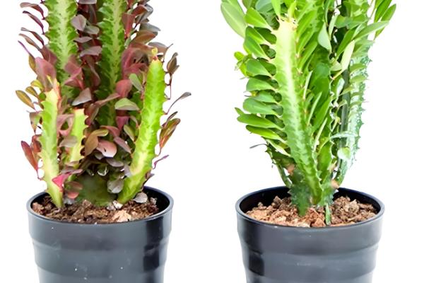 龙骨扦插后过多长时间才能浇水，扦插后可以立即提供少量的水分