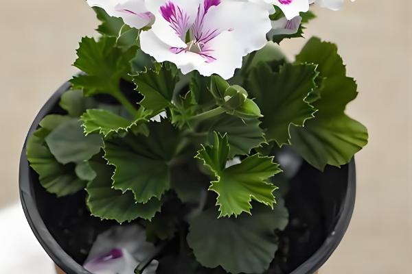 天竺葵如何过冬，将温度控制在10-15℃