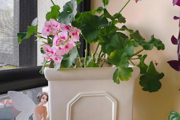 天竺葵如何过冬，将温度控制在10-15℃