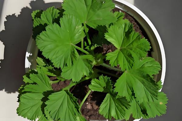 天竺葵如何过冬，将温度控制在10-15℃