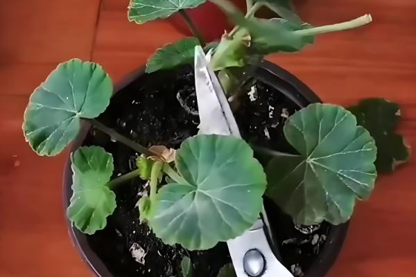 天竺葵如何过冬，将温度控制在10-15℃