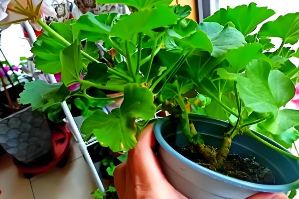 天竺葵如何过冬，将温度控制在10-15℃