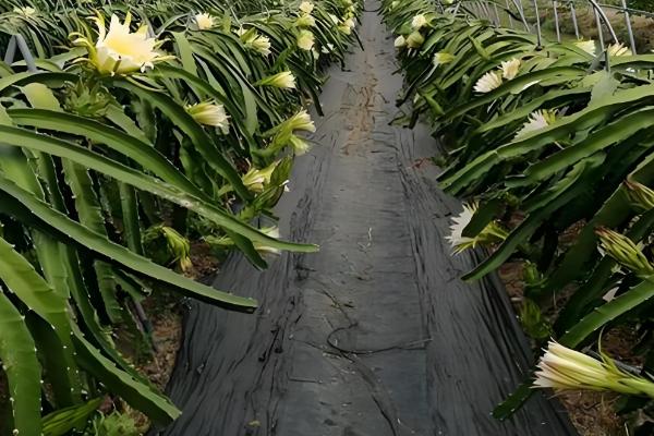 火龙果增甜方法,增加昼夜温差可提高含糖量