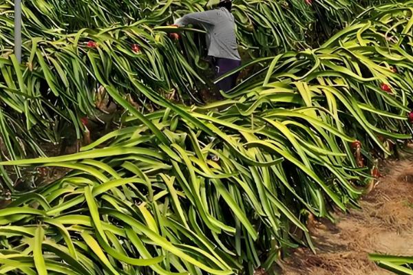 火龙果增甜方法,增加昼夜温差可提高含糖量