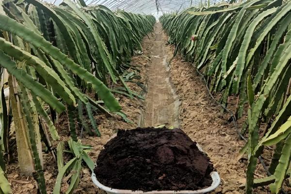 火龙果增甜方法,增加昼夜温差可提高含糖量