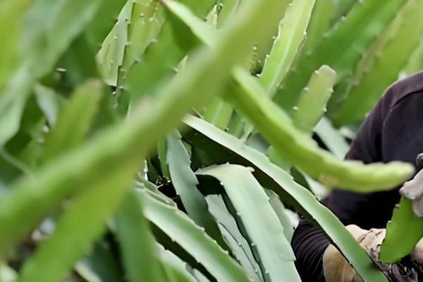 火龙果增甜方法,增加昼夜温差可提高含糖量