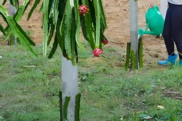 火龙果增甜方法,增加昼夜温差可提高含糖量