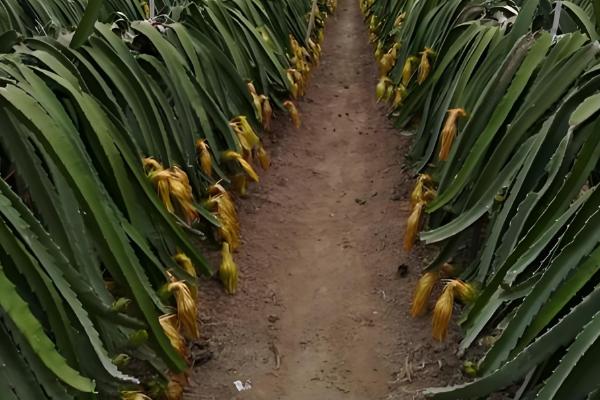 火龙果增甜方法,增加昼夜温差可提高含糖量