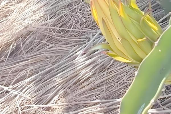 火龙果增甜方法,增加昼夜温差可提高含糖量