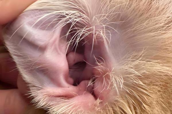 猫中耳炎的症状，常表现为甩头和歪头