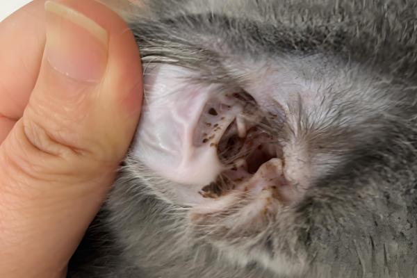 猫中耳炎的症状，常表现为甩头和歪头