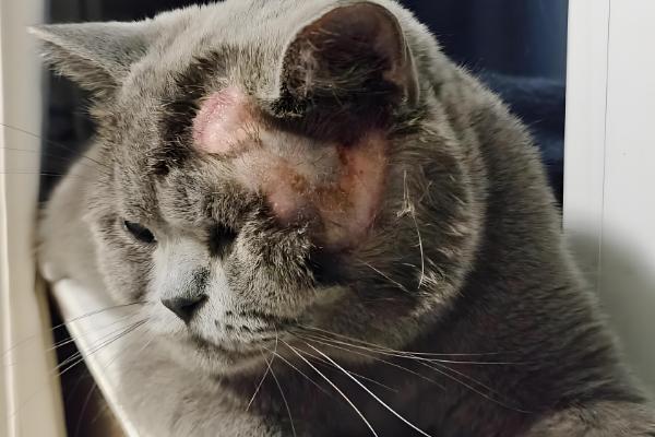 猫中耳炎的症状，常表现为甩头和歪头