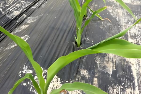 玉米苗卷叶的原因,可能是高温干旱吸收肥水不足