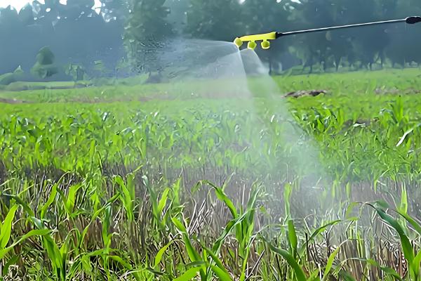 玉米苗卷叶的原因,可能是高温干旱吸收肥水不足