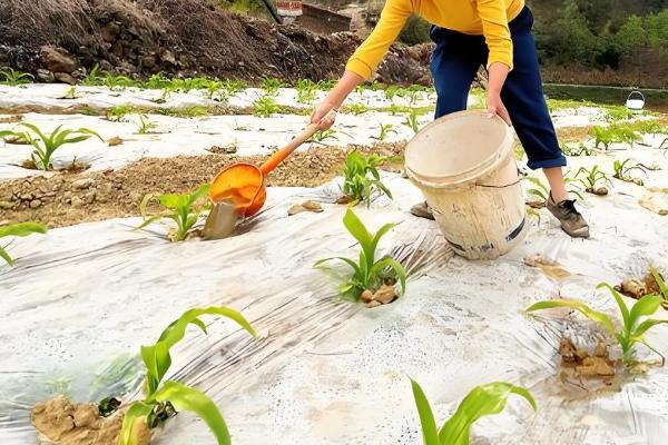 玉米苗卷叶的原因,可能是高温干旱吸收肥水不足