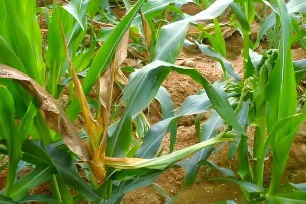 玉米苗卷叶的原因,可能是高温干旱吸收肥水不足