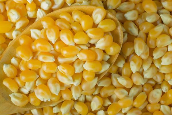 玉米苗卷叶的原因,可能是高温干旱吸收肥水不足