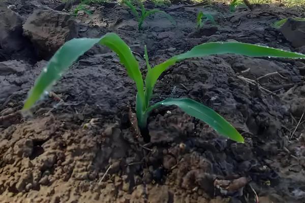 玉米苗卷叶的原因,可能是高温干旱吸收肥水不足