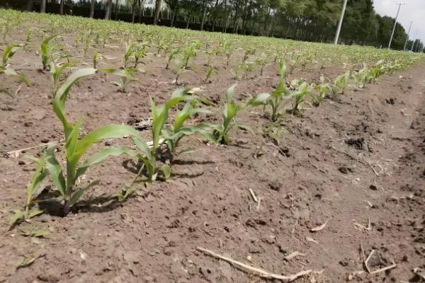 玉米苗卷叶的原因,可能是高温干旱吸收肥水不足